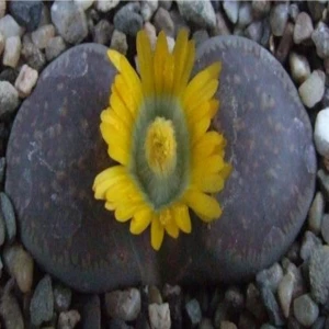 Tohum Dünyam Lithops Hookeri V Marginata Sukulent Tohumu