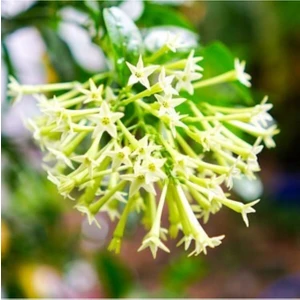 Tohum Dünyam Kokulu Melisa Çiçeği Tohumu 10 Adet