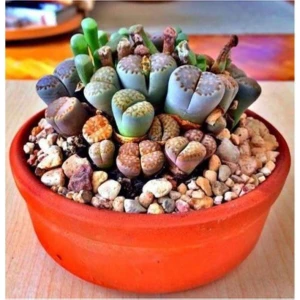 Tohum Dünyam Lithops Taş Çiçek Tohumu 15 Adet