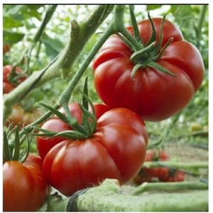 Tohum Dünyam Yerli Marmande Domatesi Tohumu / 25+ Tohum