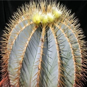 Tohum Dünyam Blue Barrel Cactus Kaktüs Tohumu