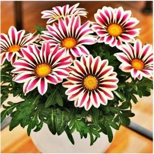 Tohum Dünyam Gazania Çiçek Tohumu 5 Adet