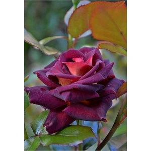 Tohum Dünyam 10 Adet Bordo Renkli Gül Çiçeği Tohumu