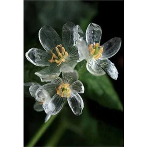 Tohum Dünyam 10 Adet Özel Saydam Orkide Çiçek Tohumu