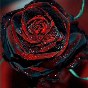 Tohum Dünyam 5 Adet Darkblood Gül Tohumu