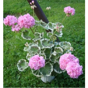 Tohum Dünyam 10 Adet Katmerli Pemre Renk Sardunya Çiçek Tohumu