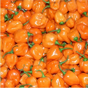 Tohum Dünyam 10 Adet Turuncu Habanero Acı Biber Tohumu