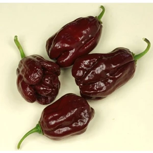 Tohum Dünyam 10 Adet Kahverengi Habanora Acı Biber Tohumu