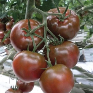 Tohum Dünyam 10 Adet Siyah Sırık Domates Tohumu