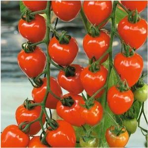 Tohum Dünyam Çilek Domatesi Tohumu 5 Adet Tohum Tometoberry Domates Tohumu