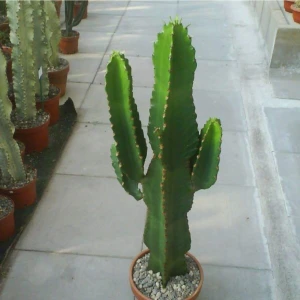 Tohum Dünyam 10 Adet Euphorbia Ingens (Candelabra Tree) Sukulent Tohumu