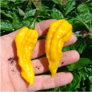 Tohum Dünyam 10 Adet Sarı Bhut Jolokia Biber Tohumu
