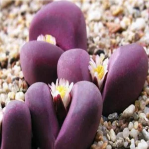 Tohum Dünyam Lithops Optica Cv Rubra Sukulent Tohumu