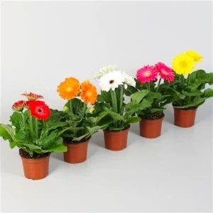 Tohum Dünyam Nadir Karışık Gerbera Çiçeği Tohumu 5 Tohum Çiçek Tohumu