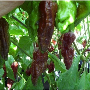 Tohum Dünyam 10 Adet Black Naga Biber Tohumu