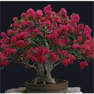 Tohum Dünyam Mersin Bonzai Ağacı Tohumu 5 Adet Bonsai Ağacı Tohumu