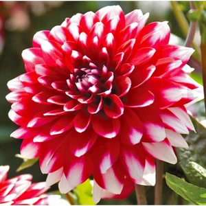 Tohum Dünyam Dev Dahlia Çiçeği Tohumu  5 Tohum