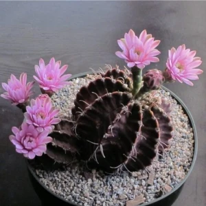 Tohum Dünyam Chin Cactus Kaktüs Tohumu