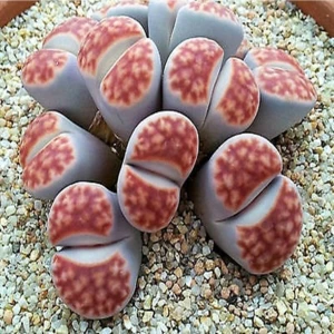 Tohum Dünyam Lithops Karasmontana ‘sumitatum’ Sukulent Tohumu