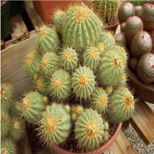 Tohum Dünyam Copiapoa Haseltoniana Cactus Kaktüs Tohumu