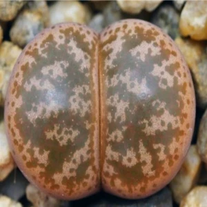 Tohum Dünyam Lithops Coleorum Sukulent Tohumu