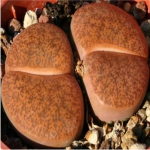 Tohum Dünyam Lithops Lesliei Sukulent Tohumu