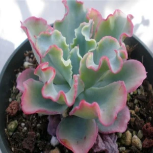 Tohum Dünyam Echeveria Gibbiflora Sukulent Tohumu