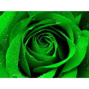 Tohum Dünyam Yeşil Gül Tohumu Tropikal Çiçek Tohumları (10 Adet Tohum)