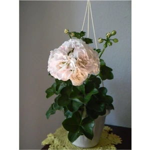 Tohum Dünyam 10 Adet Beyaz Renkli Gül Sardunya Çiçeği Tohumu