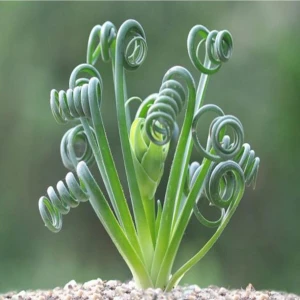 Tohum Dünyam Albuca Spiralis Sukulent Tohumu