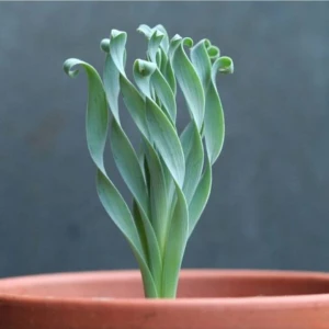 Tohum Dünyam Albuca Concordiana Sukulent Tohumu