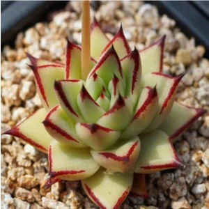Tohum Dünyam Echeveria Agavoides V Multifida Sukulent Tohumu