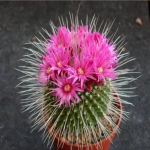 Tohum Dünyam Mammillaria Spinosissima Kaktüs Tohumu