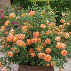 Tohum Dünyam 10 Adet Turuncu Renkli Yediveren Kokulu Sarmaşık Gül Tohumu