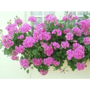 Tohum Dünyam Sakız Sardunya Tohumu Pembe