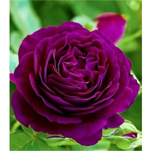 Tohum Dünyam 15 Adet Bordo Renkli Japon Gülü Çiçeği Tohumu