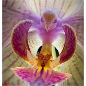 Tohum Dünyam 25 Adet Kuş Şeklinde Orkide Tohumu Phalaenopsis Kuş Şeklinde Orkide Tohumu