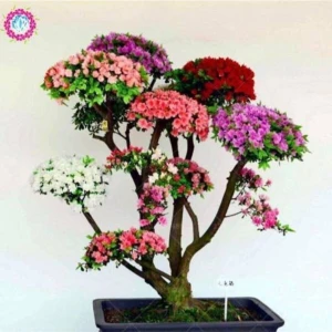 Tohum Dünyam Japon Gülü Ağacı Bonsai Tohumu