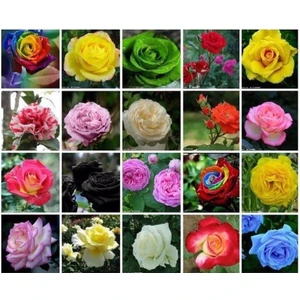 Tohum Dünyam 20 Çeşit 20 Adet Karışık Gül Tohumu Paketi