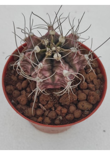 Gymnocalycium Mihanovichii 8,5 cm Saksı-Ref Sks U88/Ü80-G