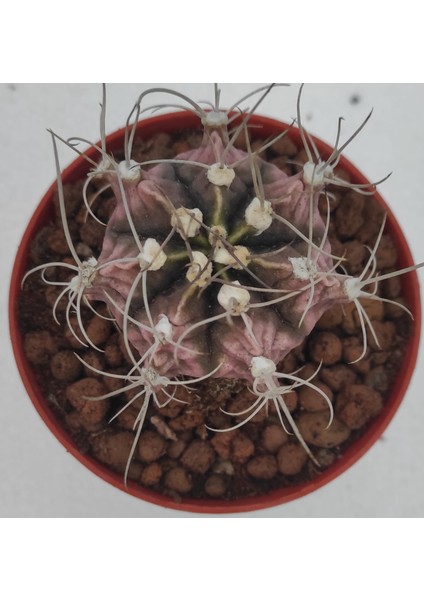 Gymnocalycium Mihanovichii 8,5 cm Saksı-Ref Sks U88/Ü80-G