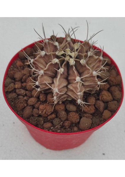 Gymnocalycium Mihanovichii 8.5 cm Saksı-Ref Sks U 88/ü80-G