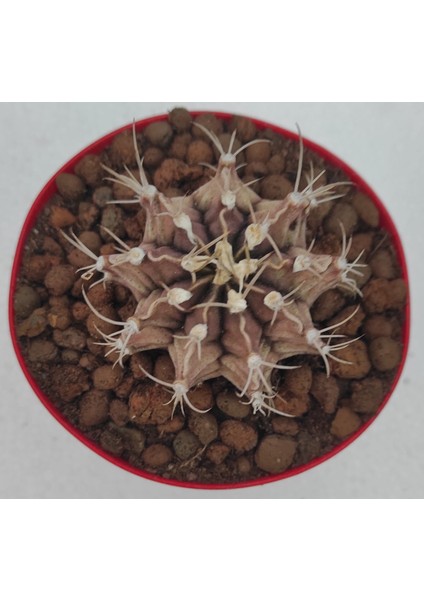 Gymnocalycium Mihanovichii 8.5 cm Saksı-Ref Sks U 88/ü80-G