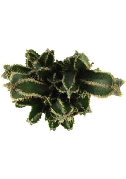 Cereus Floridanus - Kaktüs fiyatları