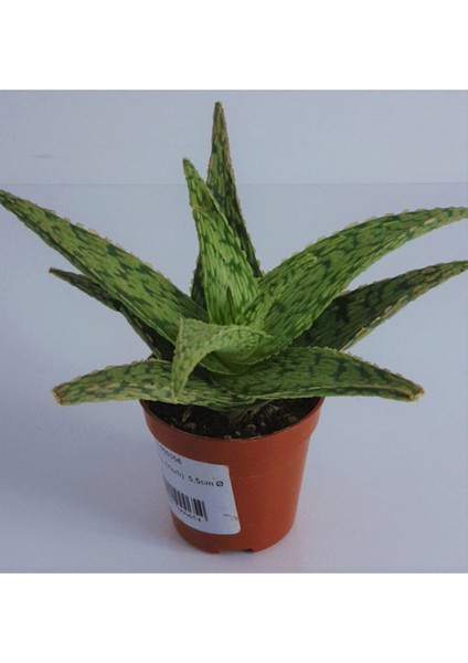 Aloe Vitro Ithal Sukulent 5.5 Saksıda