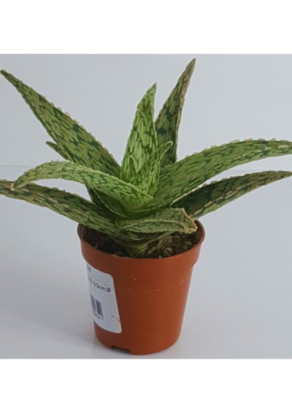 Aloe Vitro Ithal Sukulent 5.5 Saksıda