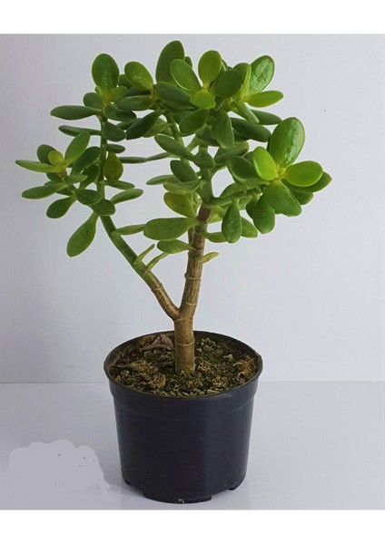 Bonsai Crassula Ovata Para Ağacı Yeşim 10CM Saksıda Büyük Boy