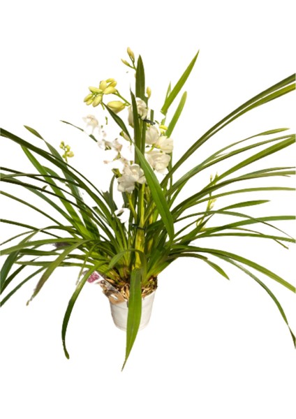 Cymbidium Simbidyum Orkide 60-65 cm Çok Dallı Bitki pembe