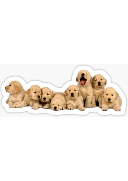 Golden Yavrusu Köpek Sticker Araba Oto Yapıştırması 17CM A8