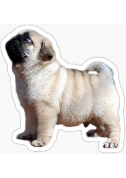 Pug Yavru Cinsi Köpek Sticker Araba Oto Yapıştırması 17CM A5